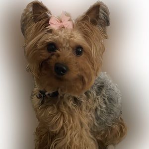 Clip on bows for dogs NWOT